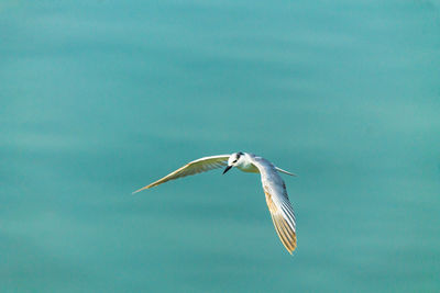 Seagull flying over the sea