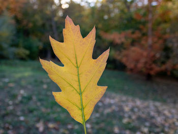 Close-up of yellow maple leaf on tree