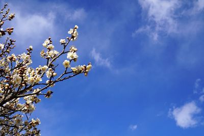 Low angle view of white flowers on tree against sky