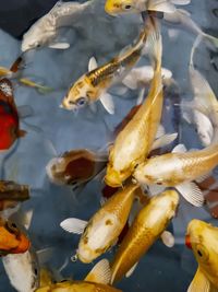 Close-up of koi swimming in a pond