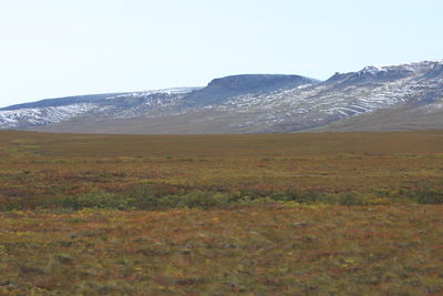 Scenic view of field against clear sky