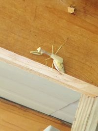 High angle view of insect on wooden table