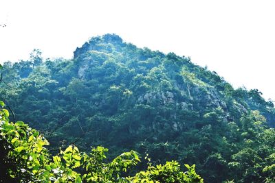 Scenic view of forest against sky