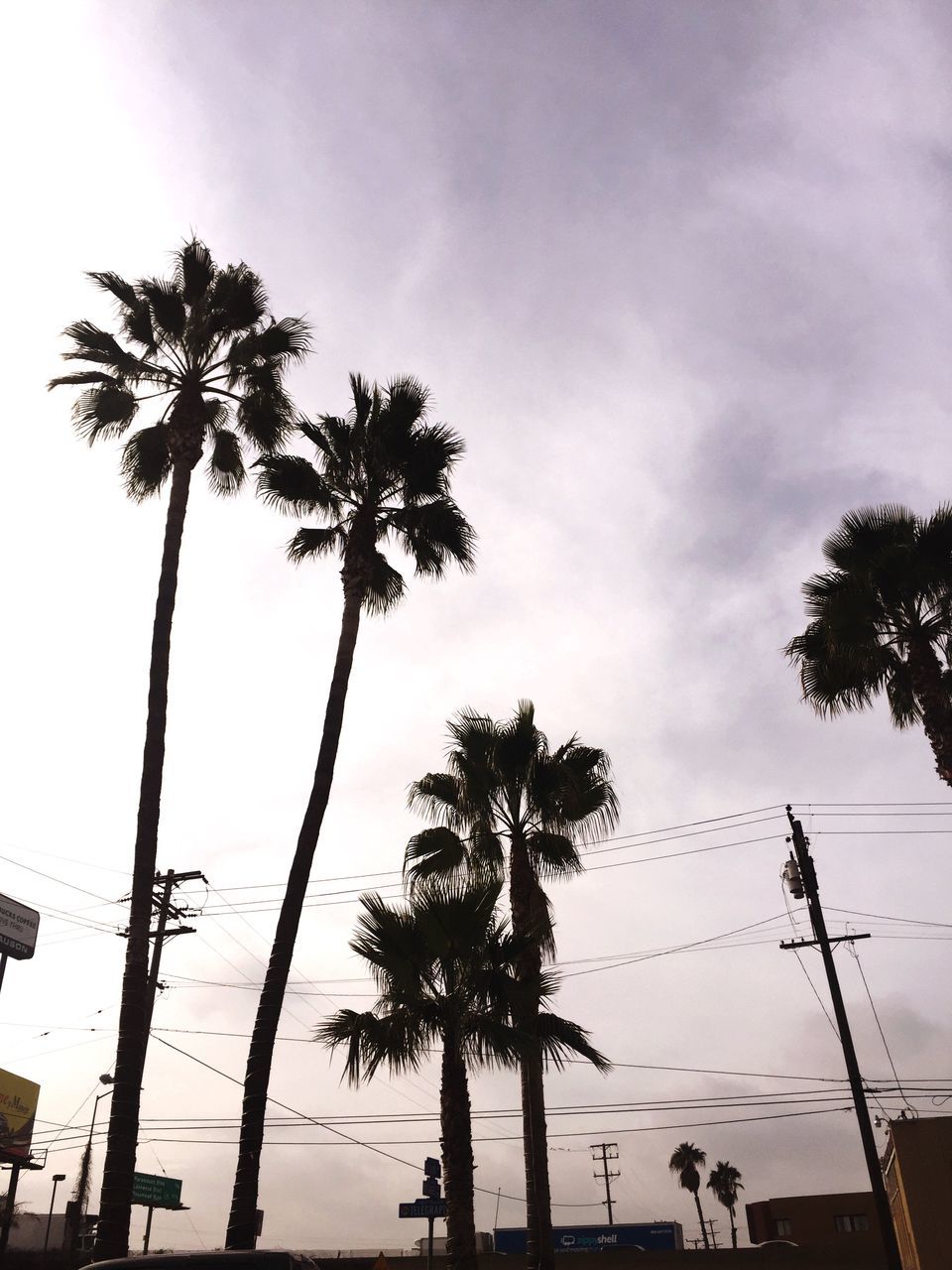 palm tree, tree, low angle view, silhouette, sky, power line, electricity pylon, growth, sunset, cloud - sky, tall - high, tranquility, nature, tree trunk, electricity, beauty in nature, dusk, cloud, connection, scenics