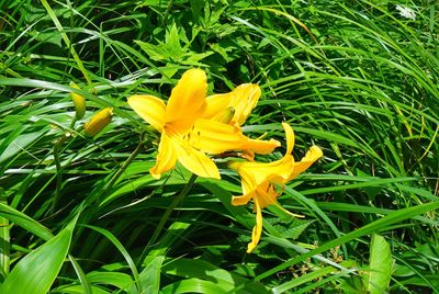 Close-up of yellow day lily blooming on field