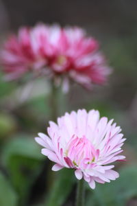 Close-up of pink flowers blooming outdoors