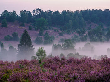 Purple trees on landscape against sky