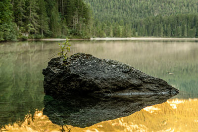 Close-up of rock by lake