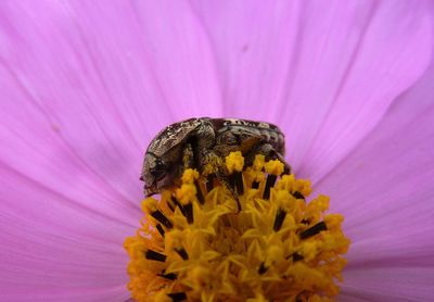 Extreme close-up of insect on pink flower