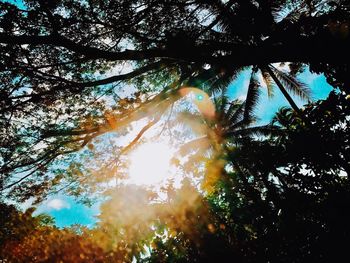 Low angle view of trees in forest