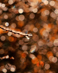 Close-up of frozen plant stem against lens flare