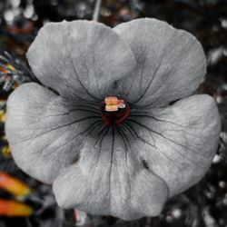 Directly above shot of flowering plant