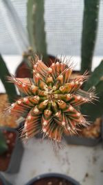 Close-up of potted cactus plant