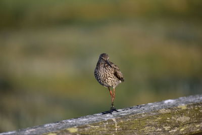 Close-up of bird perching on wood