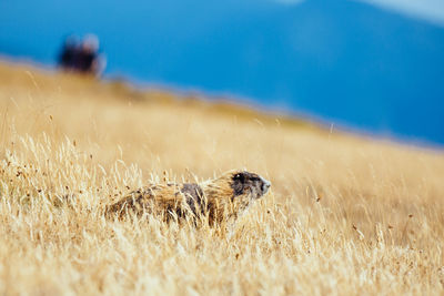 Marmot sitting on grassy field