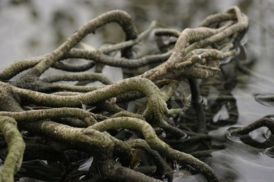 Close-up of rope on tree