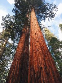 Low angle view of tree trunk