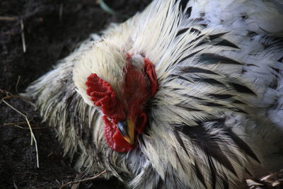 Close-up of rooster