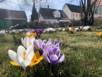 Close-up of purple crocus flowers growing in field