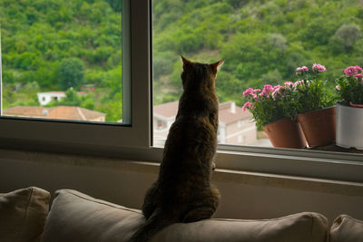 Cat sitting on window sill