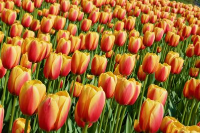 Full frame shot of tulips
