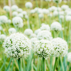 Close-up of white flowering plant on field