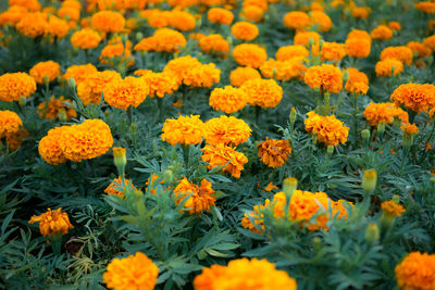 Close-up of marigold flowers blooming outdoors