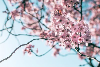 Low angle view of cherry blossoms in spring