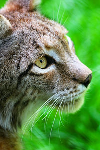 Close-up of a cat looking away