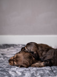 Close-up of a dog sleeping