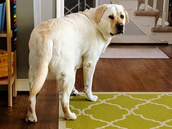 Dog standing on floor at home