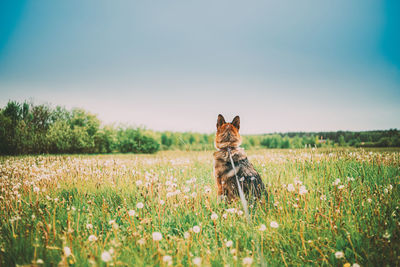 Portrait of cat on field against clear sky