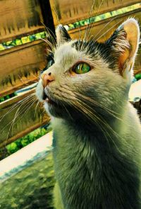 Close-up of a cat looking away