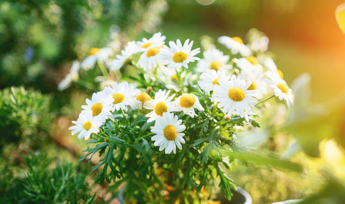 Close-up of white daisy flowers