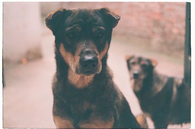 Close-up portrait of dog