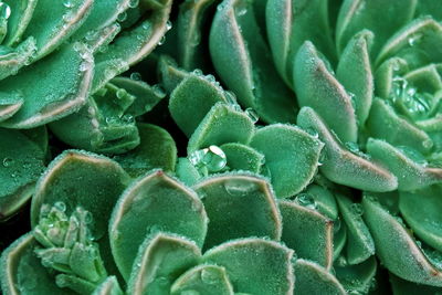 Full frame shot of succulent plant