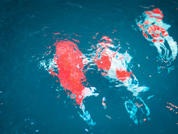 High angle view of jellyfish swimming in sea