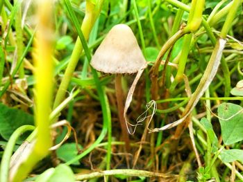 Close-up of plant growing in field