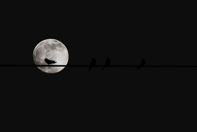 Low angle view of silhouette birds against sky at night