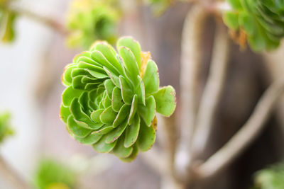 Close-up of fern