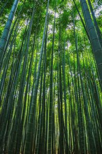 Low angle view of bamboo trees in forest