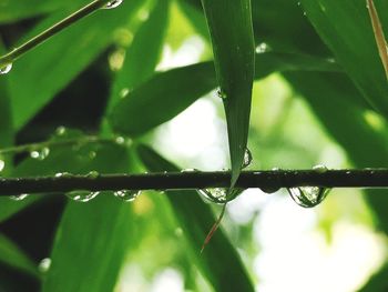 Close-up of wet plant