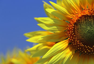 Close-up of sunflower against blue sky