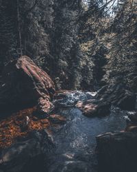 View of waterfall in forest