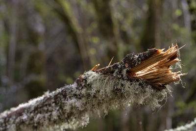 Close-up of a reptile on tree trunk