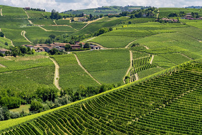 Scenic view of agricultural field