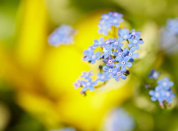 Close-up of forget-me-nots growing on plant