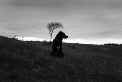 Man with dog on field