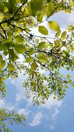 Low angle view of tree against sky