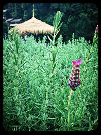 Close-up of plants growing on field